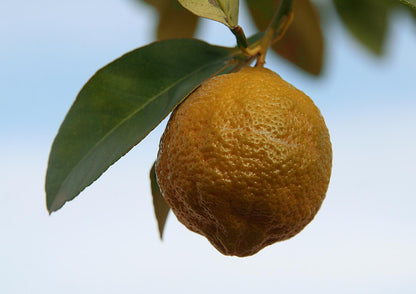 Citrus volkameriana (Volkamerův citroník)