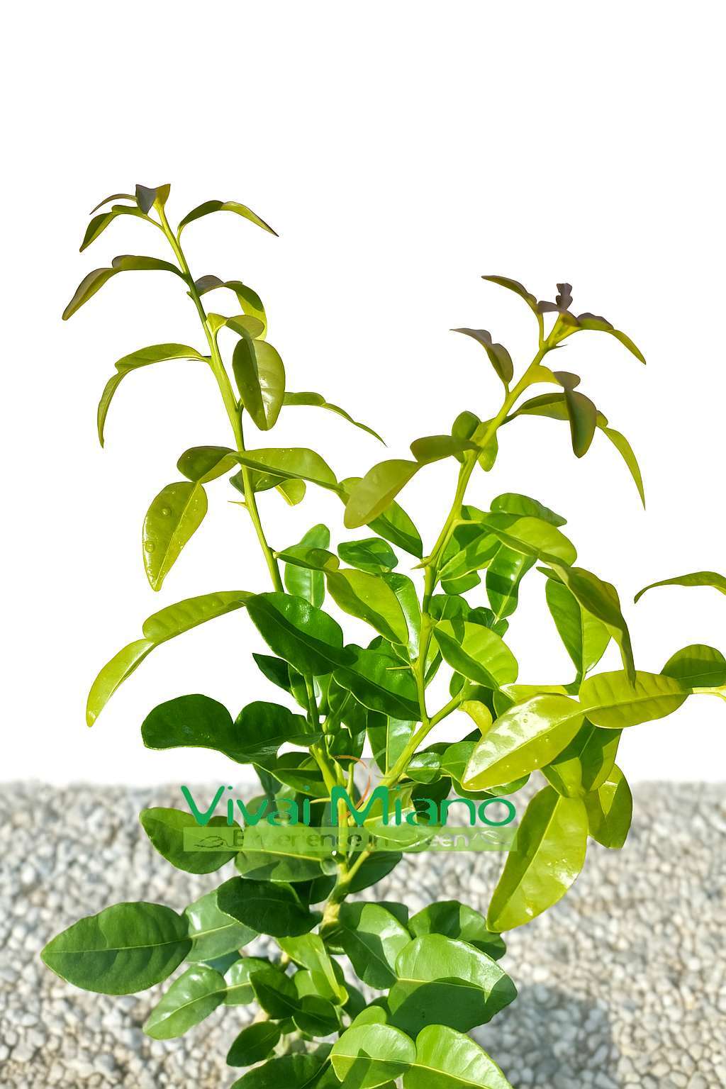 Citrus hystrix