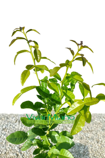Citrus hystrix
