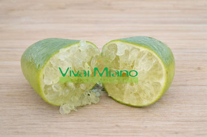 Finger Lime Bílý (květináč - 20)