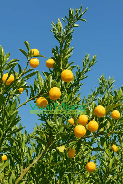 Citrus caviar Eremorange nebo Yellow (květináč - 20)