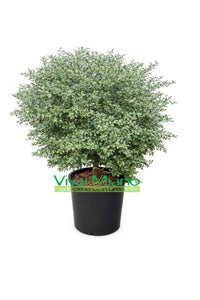 Rostlina Finger Lime Červený (Keř – květináč 35)