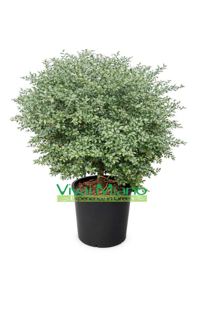 Rostlina Finger Lime Červený (Keř – květináč 35)