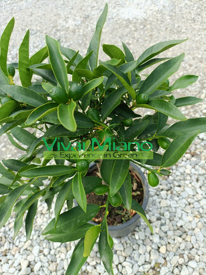 Kumquat – čínská mandarinka (květináč – 20) s plody