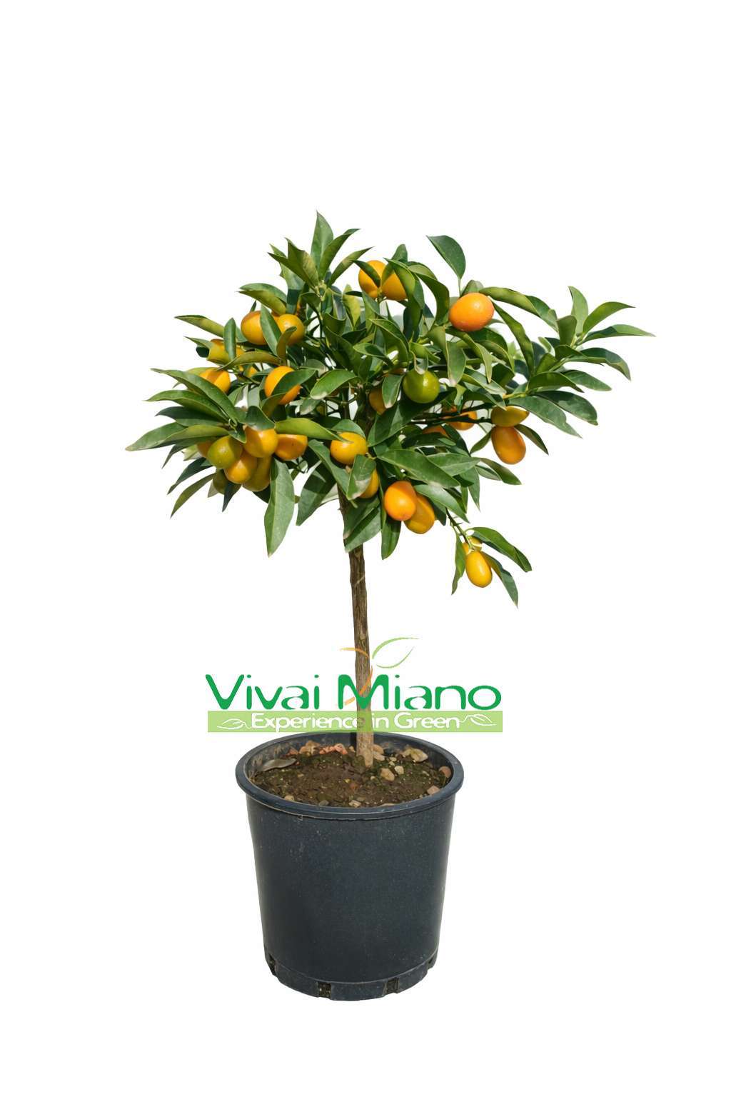 Kumquat – čínská mandarinka (květináč – 20) s plody