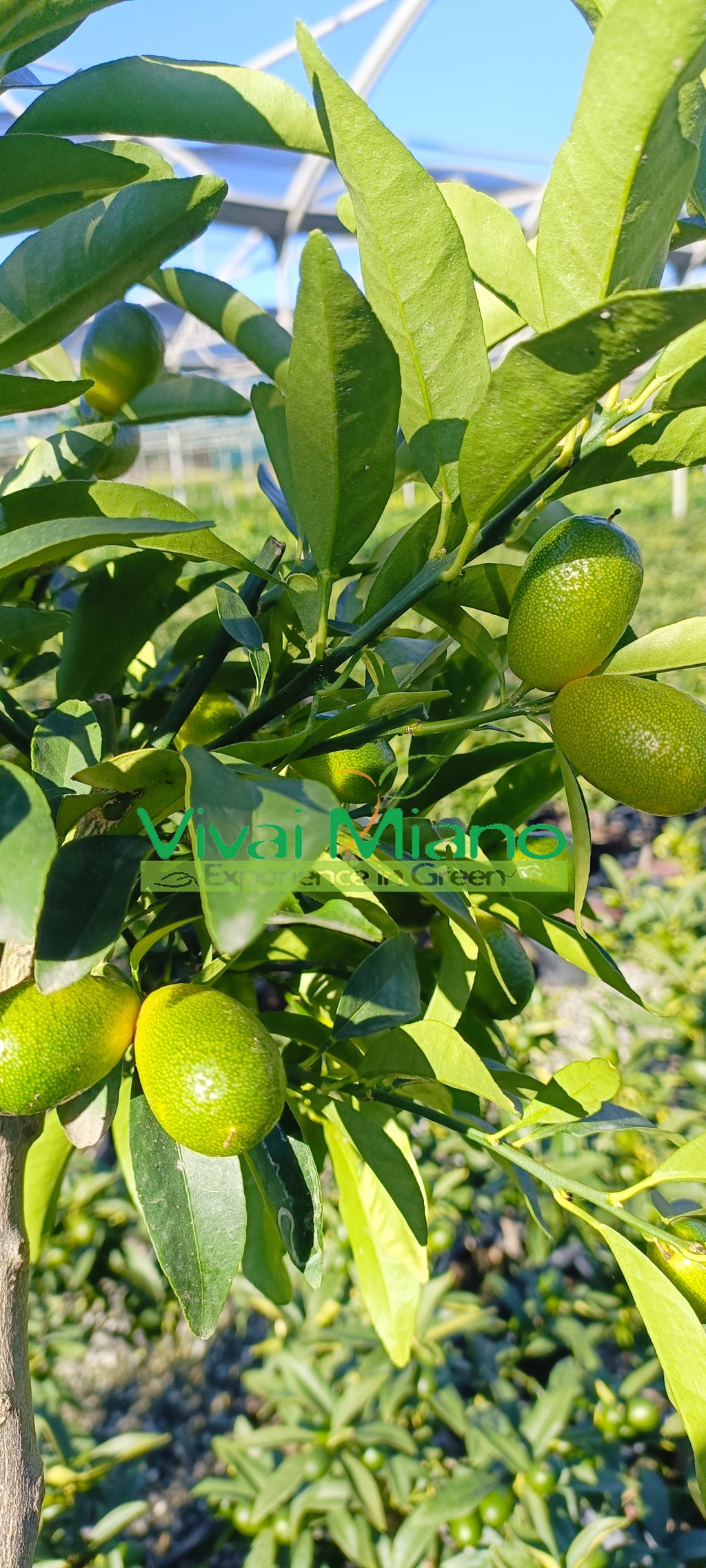Kumquat rostlina S PLODY – květináč Ø 20 červený