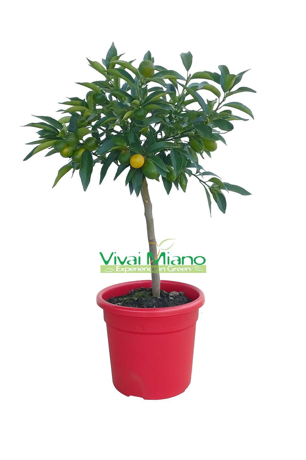 Kumquat rostlina S PLODY – květináč Ø 20 červený