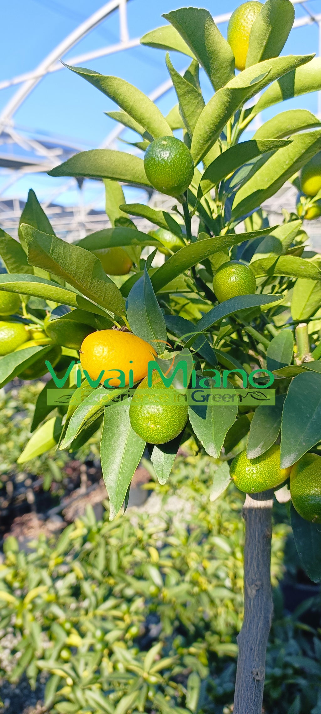 Kumquat – čínská mandarinka (květináč – 20) s plody