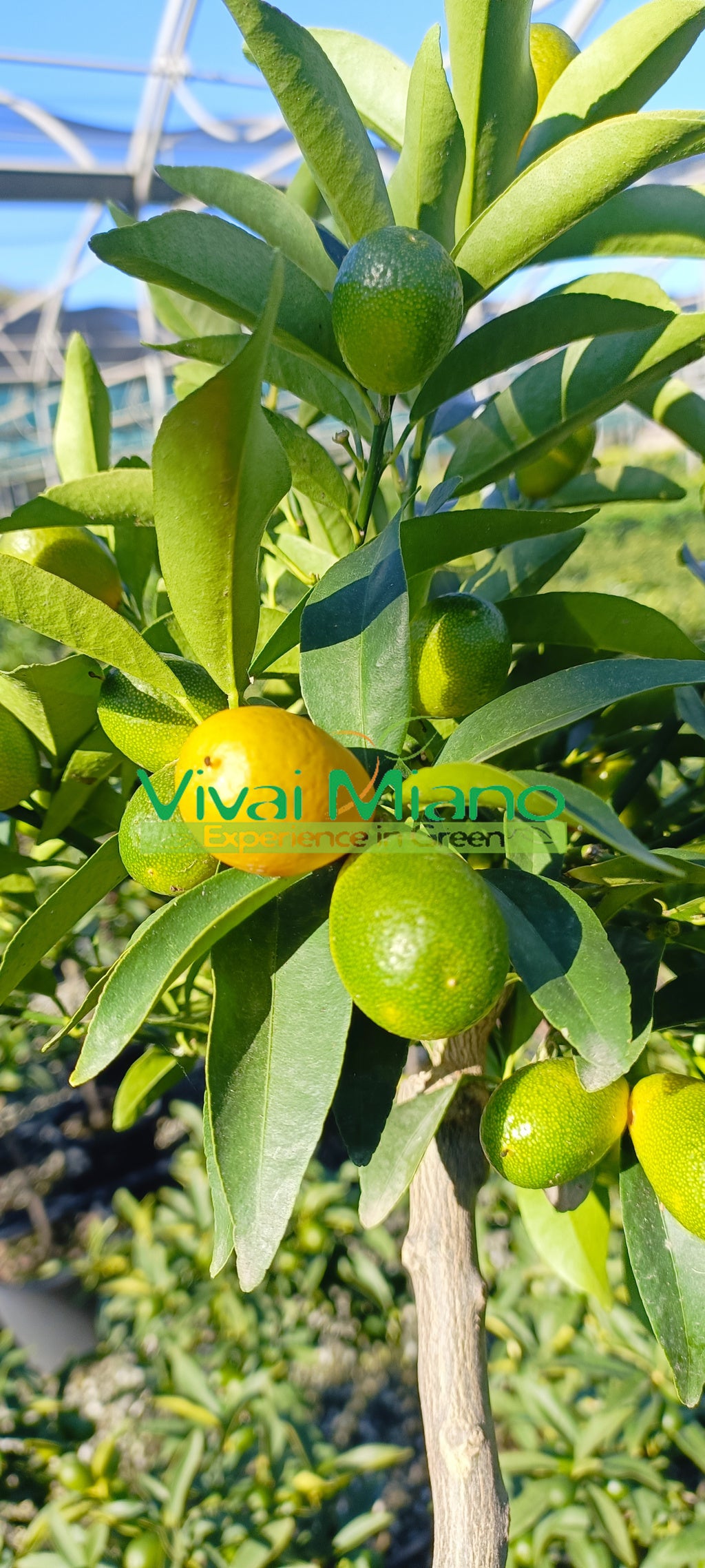Kumquat nebo čínská mandarinka