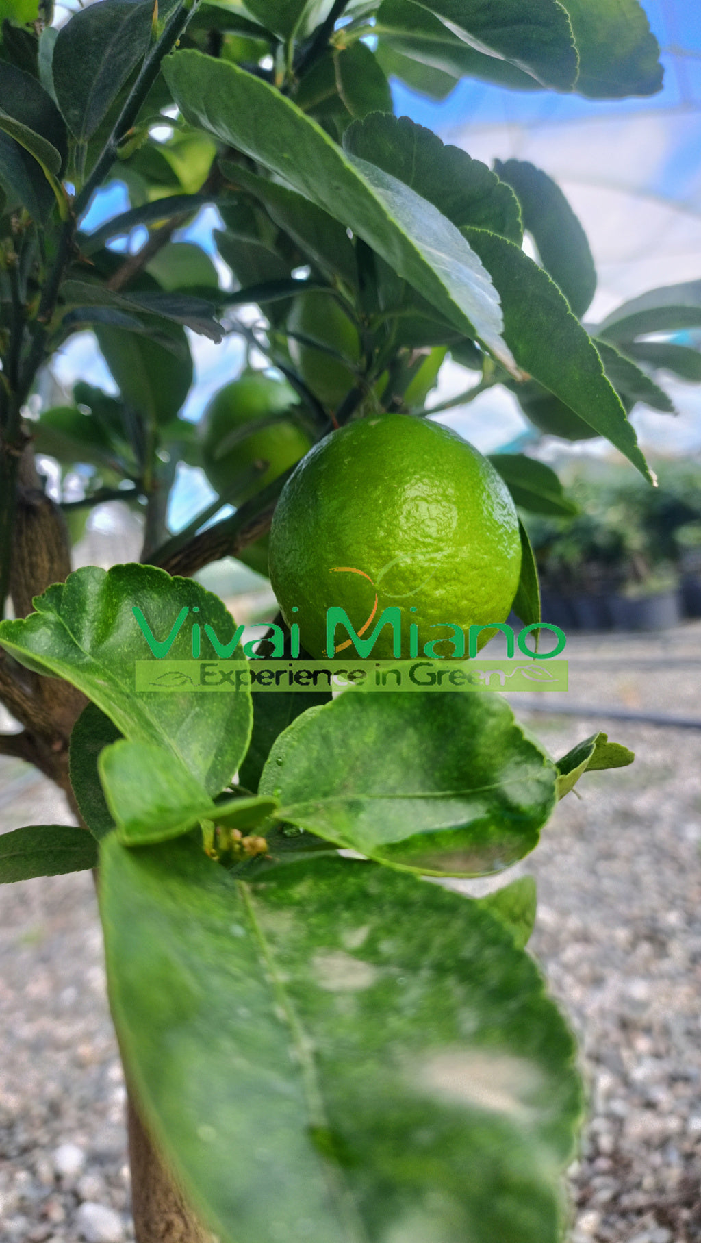 Limeta mexická (květináč - 20)