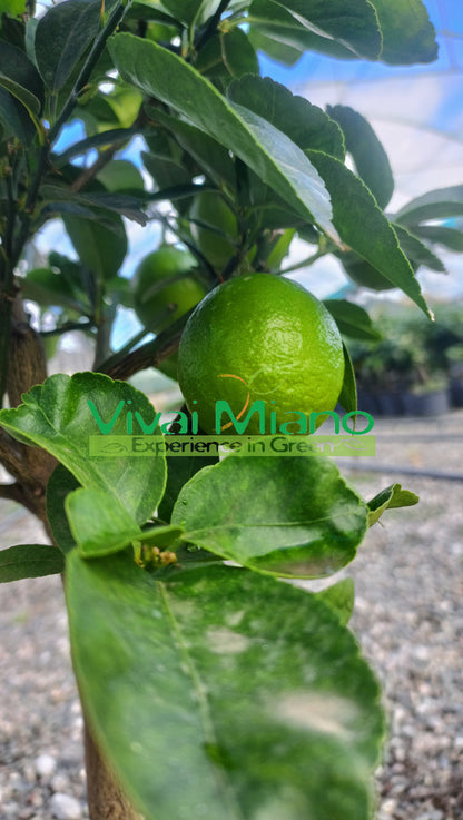 Limeta mexická (květináč - 20)