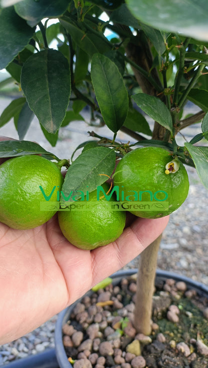 Limeta mexická (květináč - 20)