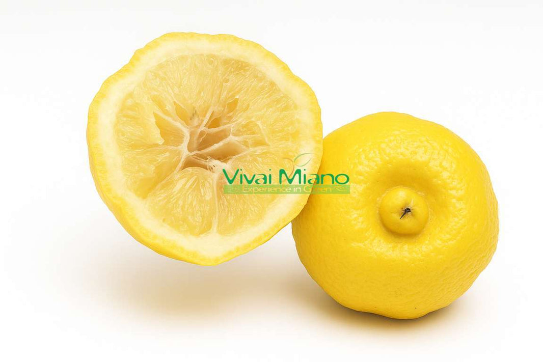 Limetka sladká (Citrus limetta)