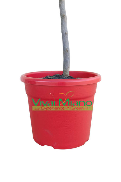 Lime Rangpur ČERVENÝ s PLODY - květináč Ø 20 Červený
