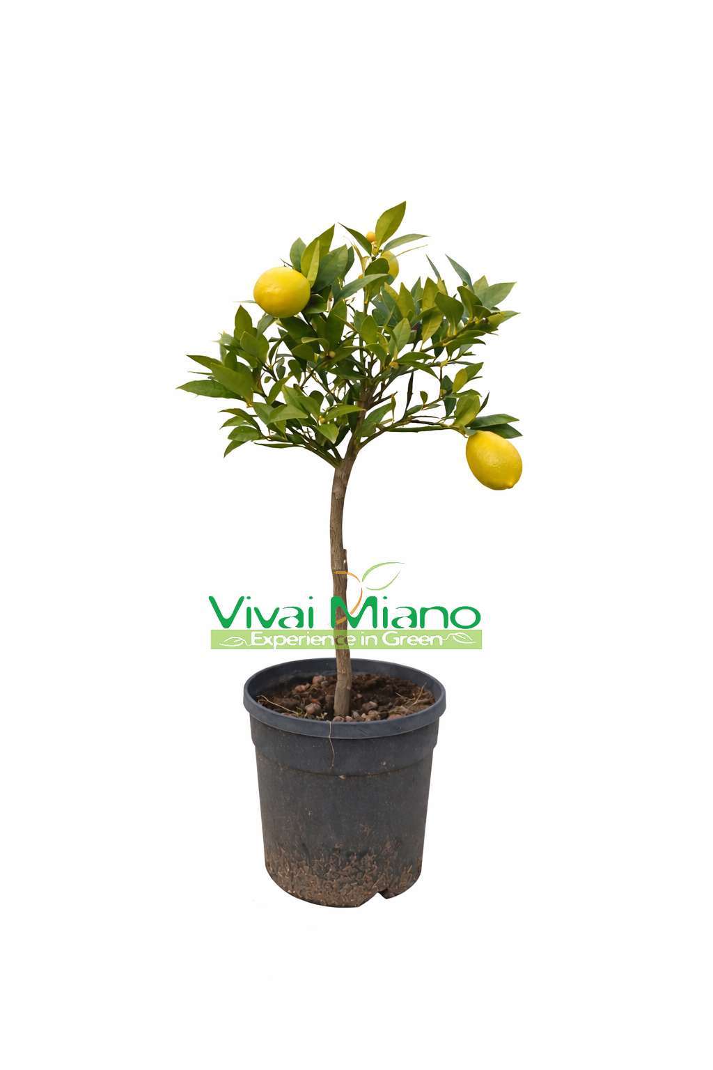 Limekvět (Citrus × floridana) - rostlina v květináči (20 cm)