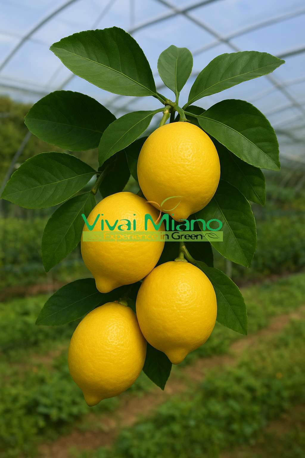 Citroník Femminello Siracusano