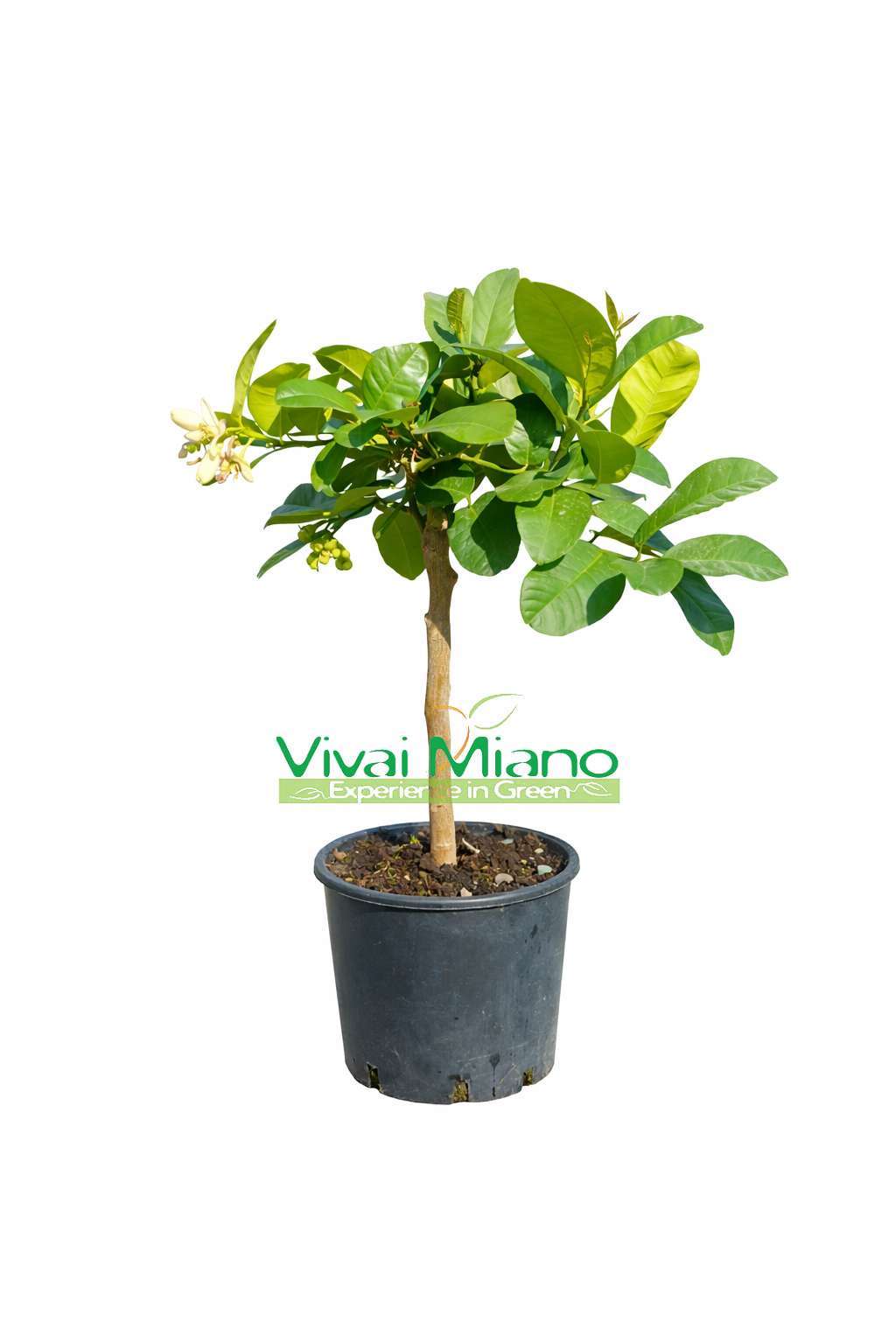 Citrón Lipo nebo Imperial (květináč - 20)