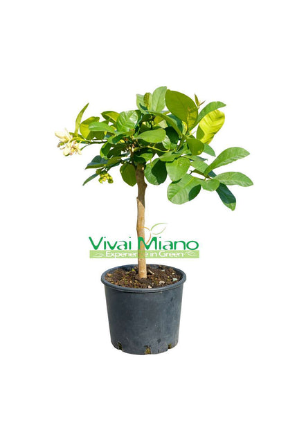 Citrón Lipo nebo Imperial (květináč - 20)