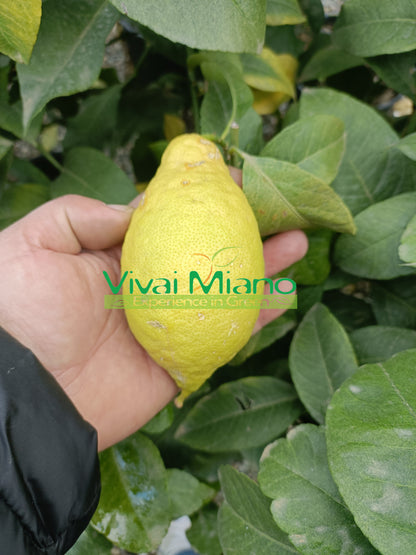 Citroník Lunario "4 roční období"