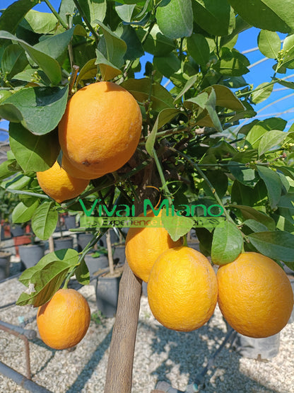Mayerův citronovník (květináč – 20)