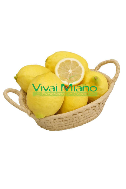 Citrónovník Sorrento Oval