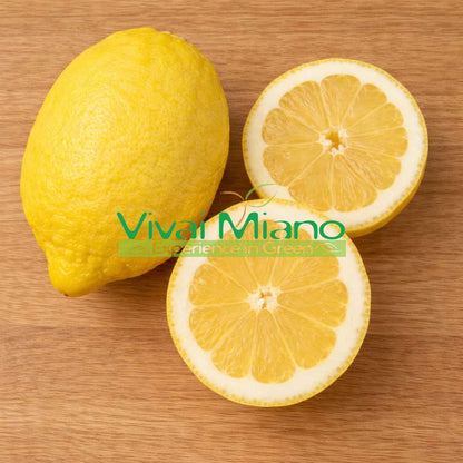 Sfusato Amalfitano (Amalfínský citron) rostlina