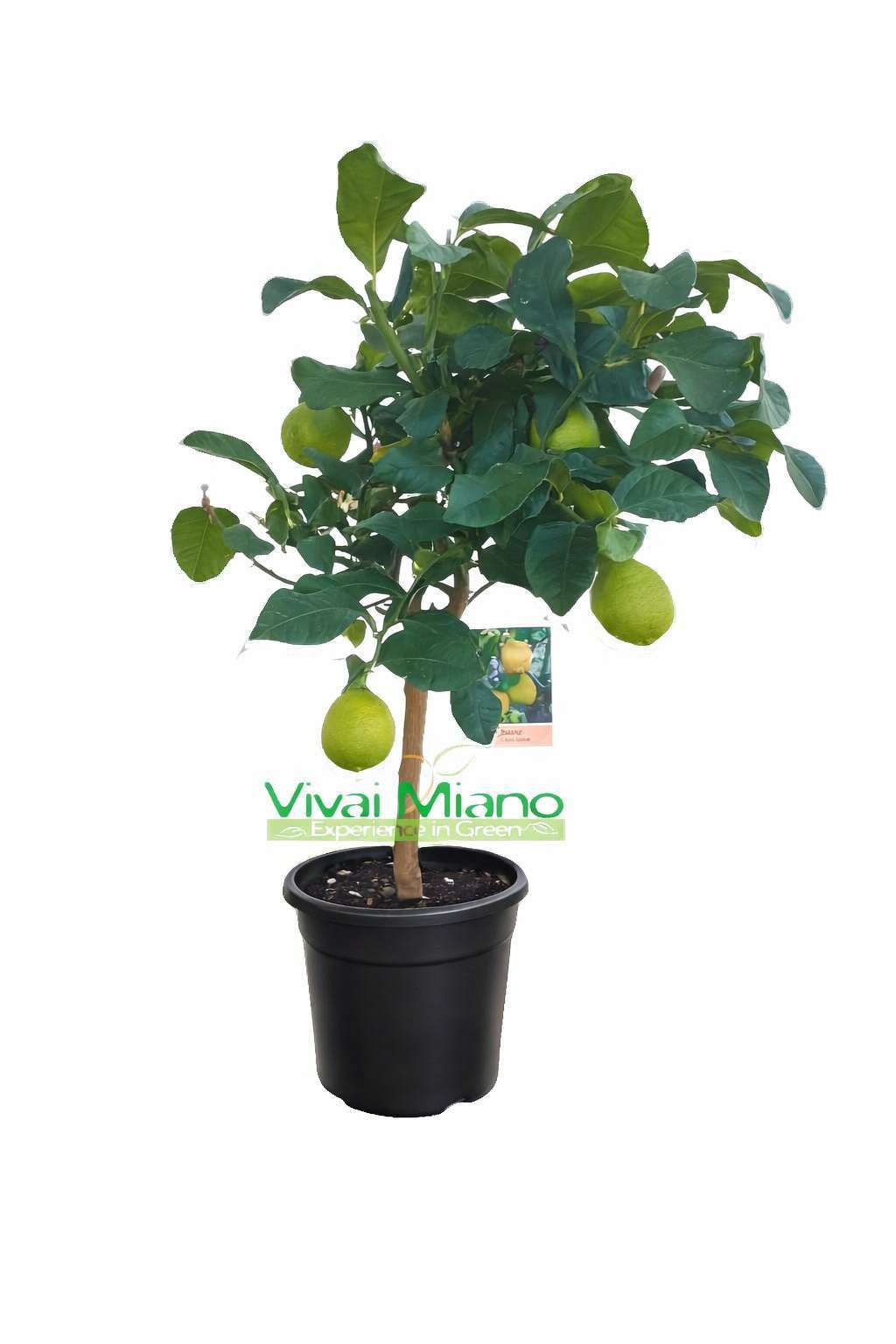 Citroník (květináč - 20) s plodem
