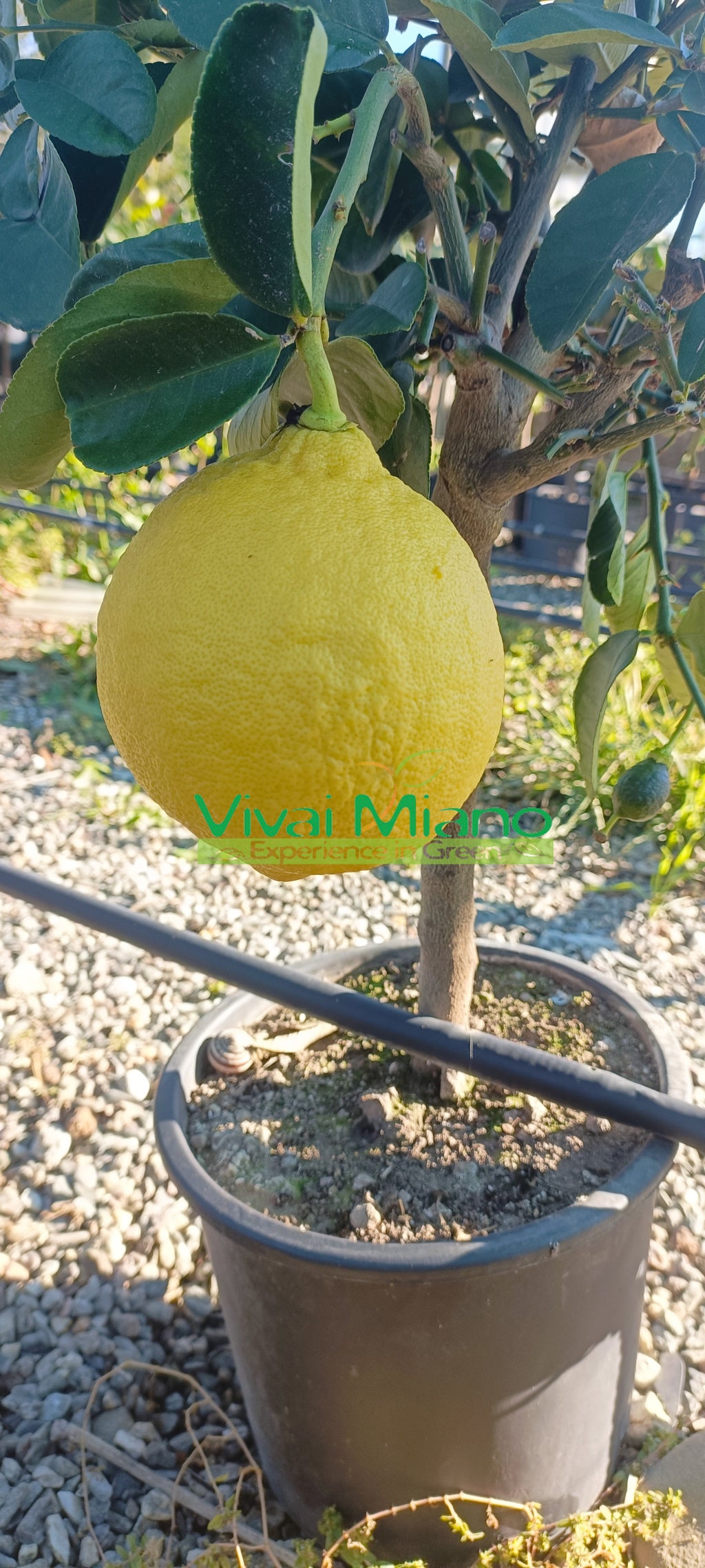 Citrus lipo nebo císařský citron