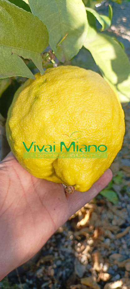Citrus lipo nebo císařský citron