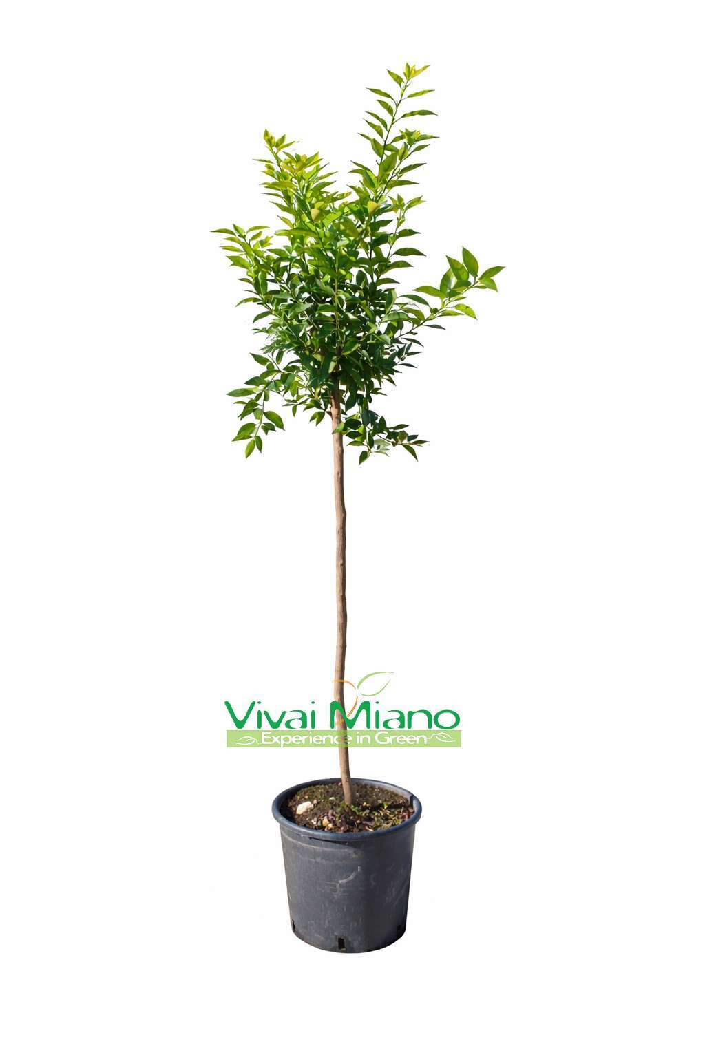 Mandarinka (květináč - 24)