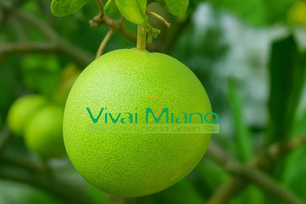 Pomelo