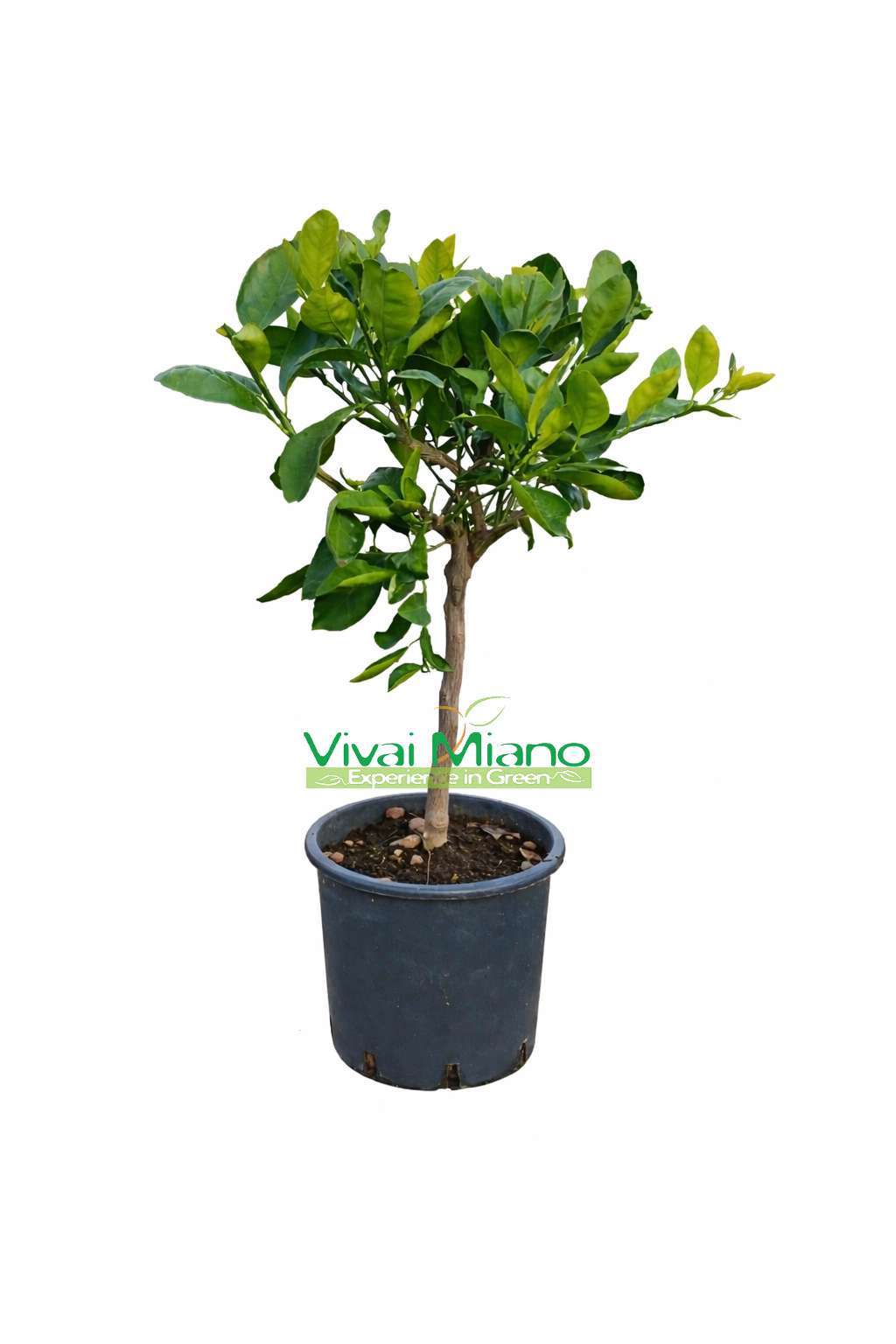Mandarinkovník Satsuma Miyagawa (květináč – 20)