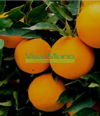 Sazenice pomerančovníku Lane Late