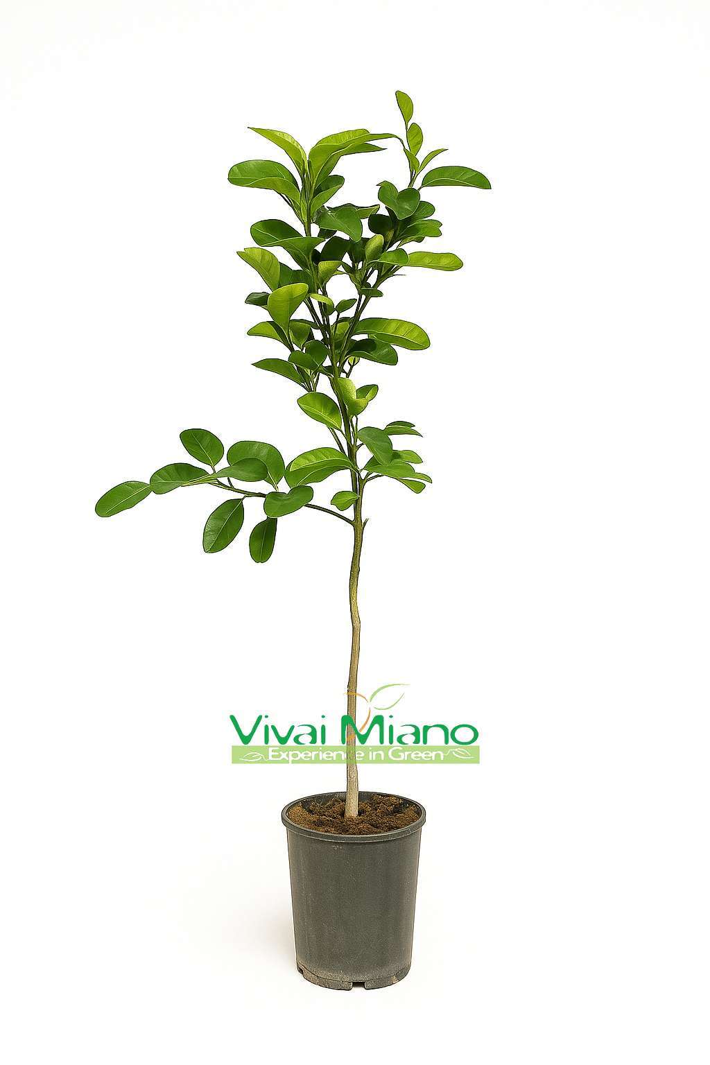 Sazenice pomerančovníku Lane Late