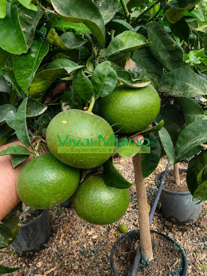 Mandarinkovník Satsuma Miyagawa (květináč – 20)