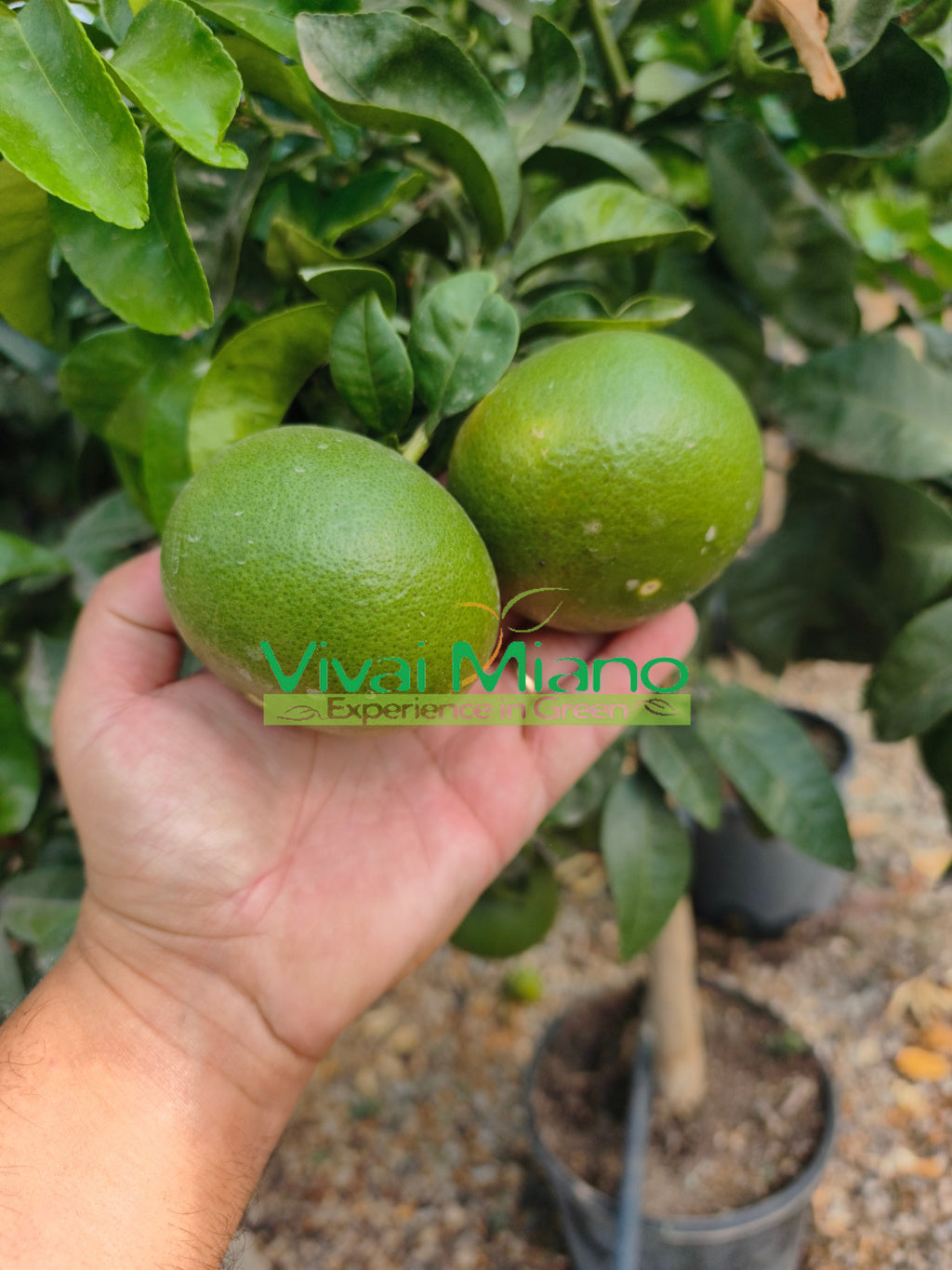 Mandarinkovník Satsuma Miyagawa (květináč – 20)