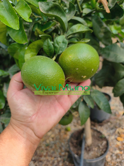 Mandarinkovník Satsuma Miyagawa (květináč – 20)