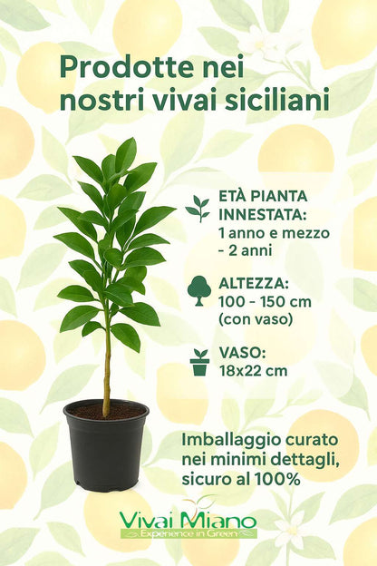 Pianta di Limone Adamo