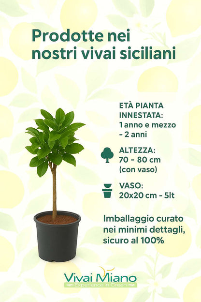 Moro pomerančovník neboli sicilský krvavý pomeranč (květináč – 20)